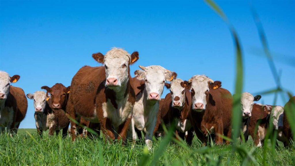 Principais aspectos do bem-estar animal na pecuária de corte