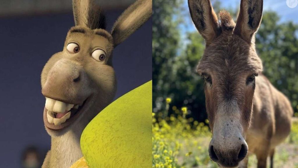 Ah, não! Burro de 30 anos que inspirou o melhor amigo de 'Shrek' está com saúde debilitada