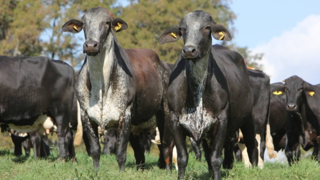 Mercado do boi gordo em Mato Grosso: Estabilidade e perspectivas de alta para o final do ano | VGN