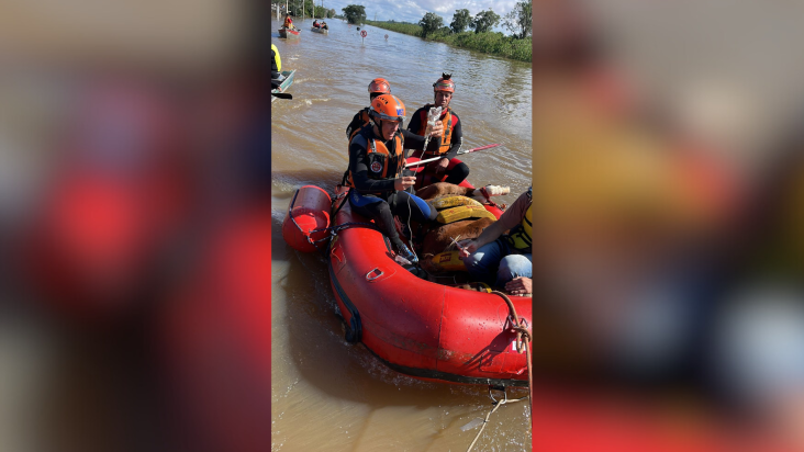 1719399046 883 Cavalo Caramelo recebe microchip para identificacao no Rio Grande do