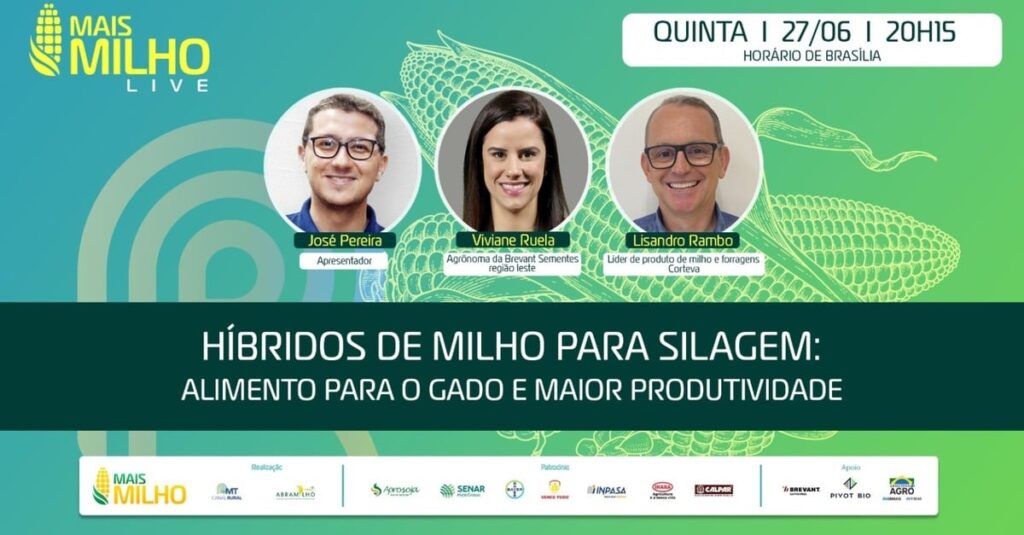 híbridos de milho para silagem