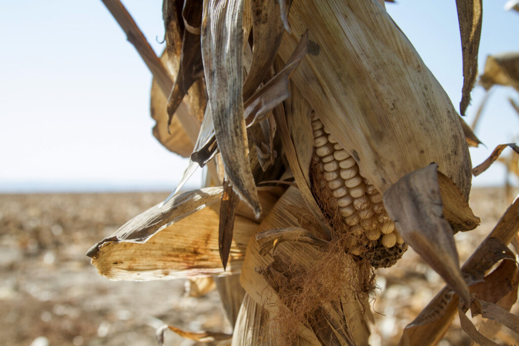 Seca afeta produção de milho da África do Sul, e países vizinhos a ...