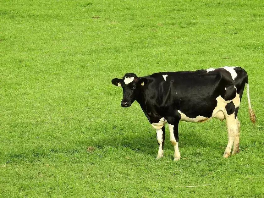 7 beneficios incriveis da argila na alimentacao do gado leiteiro produtividade e saude