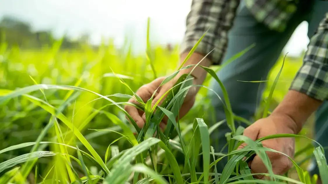 7 Segredos do Capim Braquiarão que Você Precisa Saber HOJE!