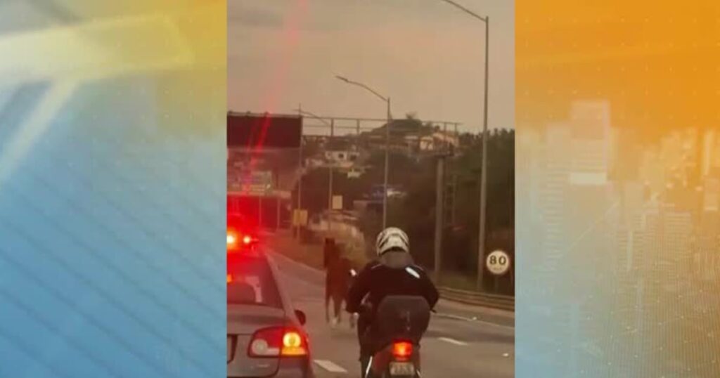 Cavalo é escoltado pela polícia e motoristas protegeram o animal em rodovia de MG - R7