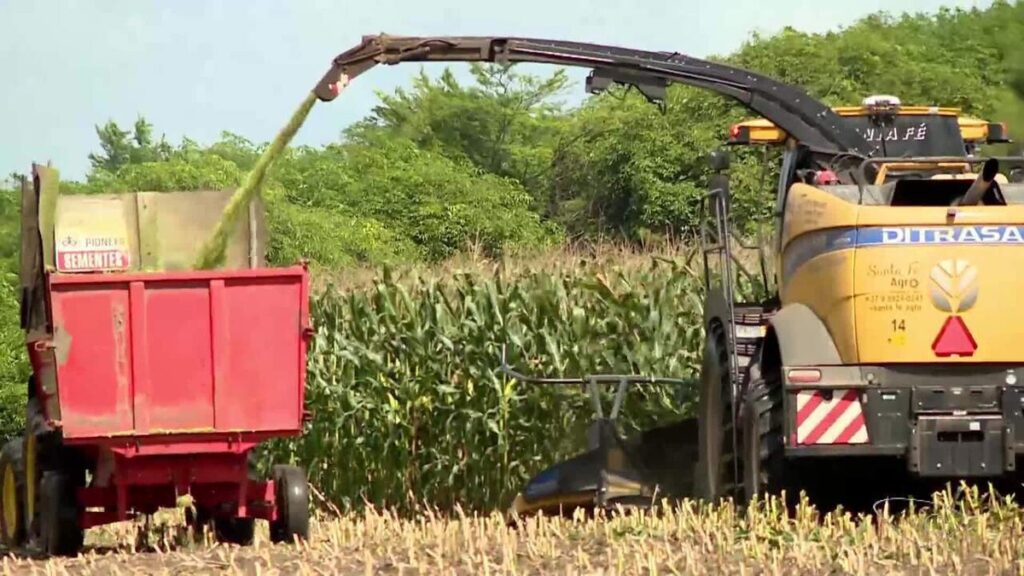 Cooperativa de leite investe na silagem do milho para alimentar gado durante a seca no ES | Agronegócios