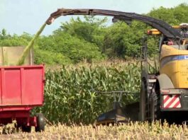 Cooperativa de leite investe na silagem do milho para alimentar gado durante a seca no ES | Agronegócios