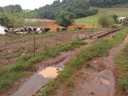 Inundação agrava crise leiteira no RS | Especiais