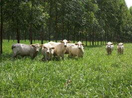 Projeto incentiva consumo de produtos da pecuária gaúcha