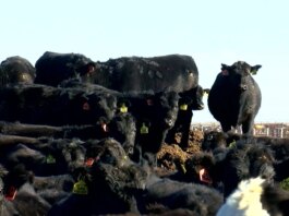 Pecuaristas montam confinamento para 150.000 bovinos com aposta no 'beef-on-dairy' — CompreRural
