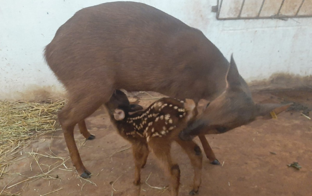 Inseminação artificial testada em cervos aponta caminho para salvar animais ameaçados de extinção | Ribeirão Preto e Franca