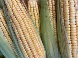 Produção de milho sofre com problemas climáticos
