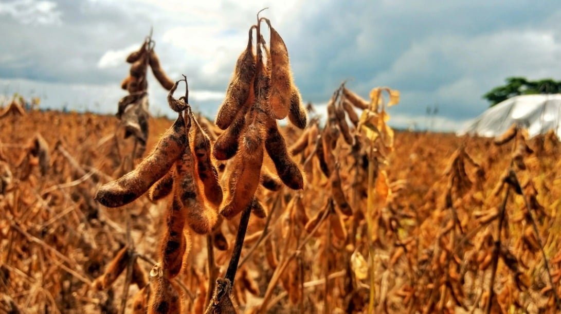 Plantio de soja no Brasil tem espaço para crescer até 36,6 milhões de hectares, ocupando apenas pastagens de alta aptidão agrícola, mostra estudo da Serasa Experian