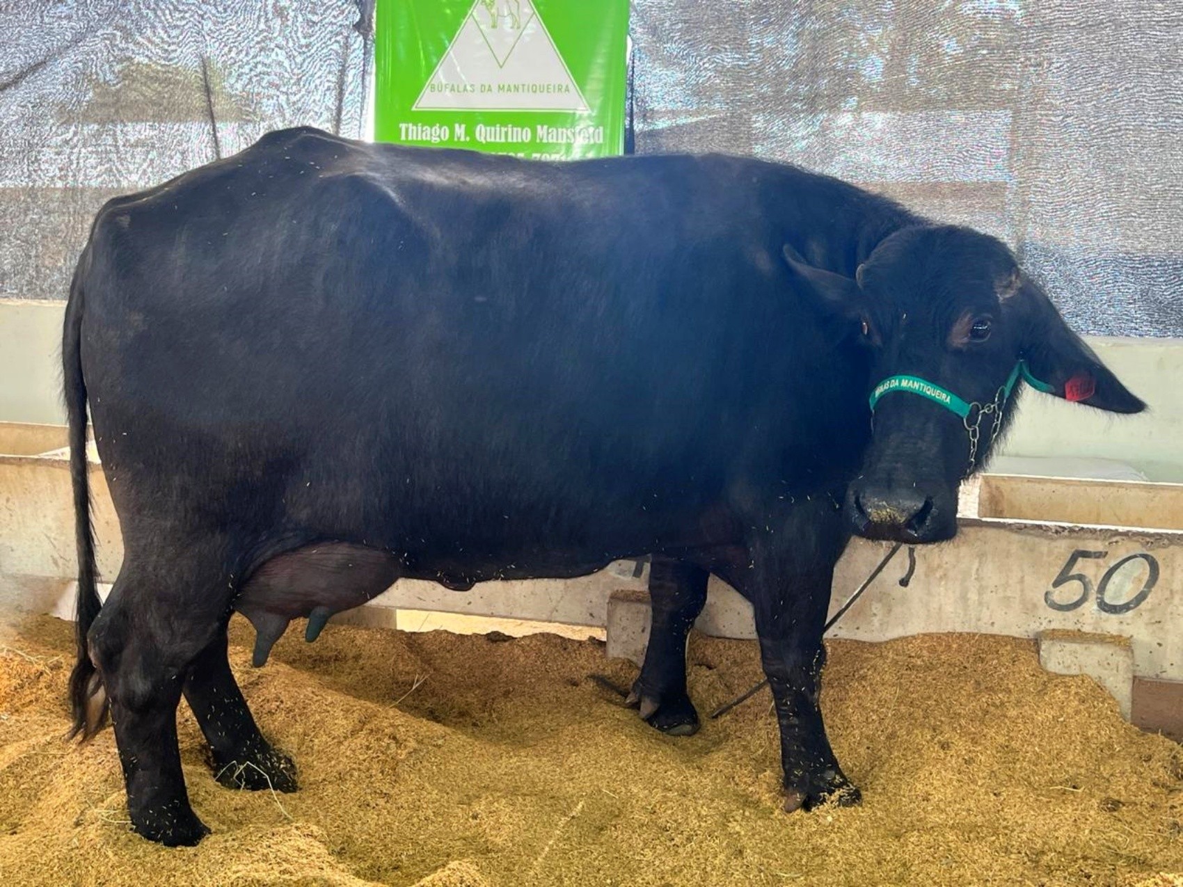 Recorde batido Torneio leiteiro tem novos numeros impressionantes em MG