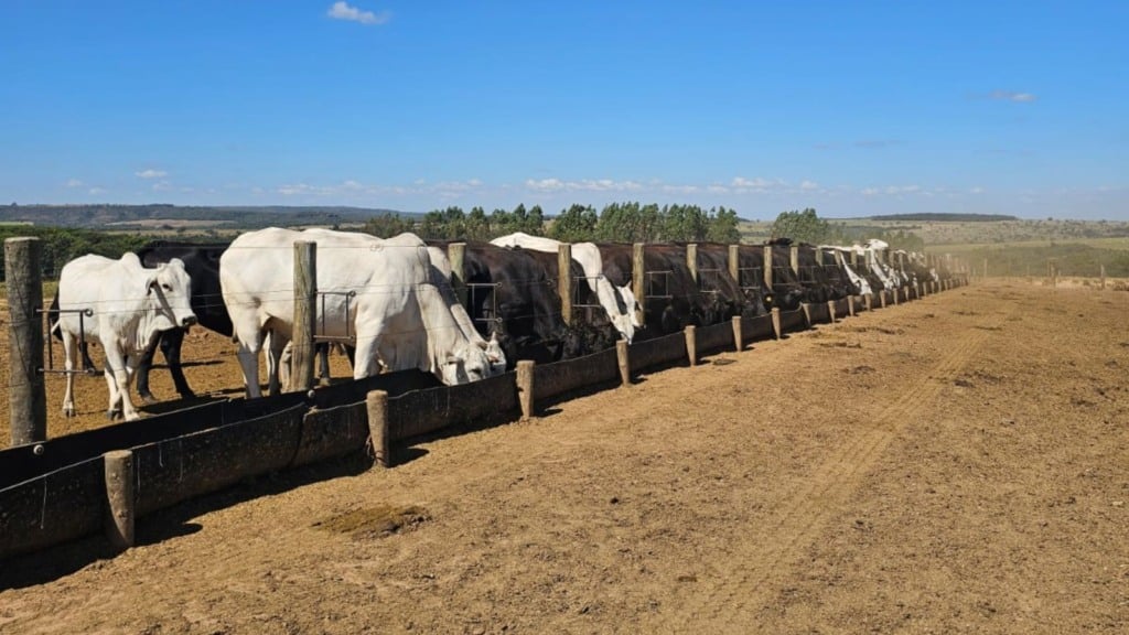 Segredo revelado Sequestro de vacas de cria na estacao de