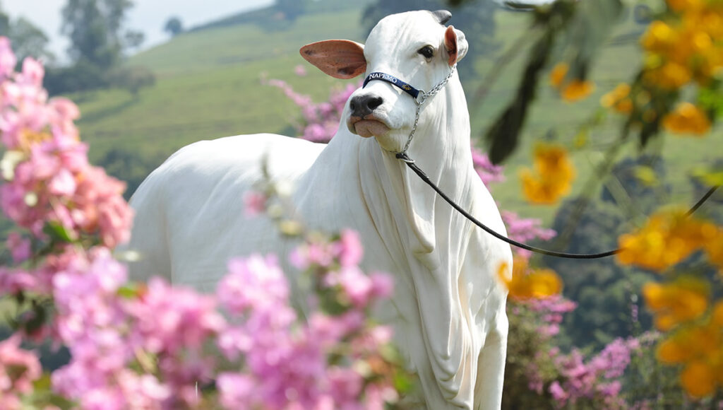 Vaca mais cara do mundo, Viatina 19, vende 100 oócitos por R$ 3,15 milhões — CompreRural