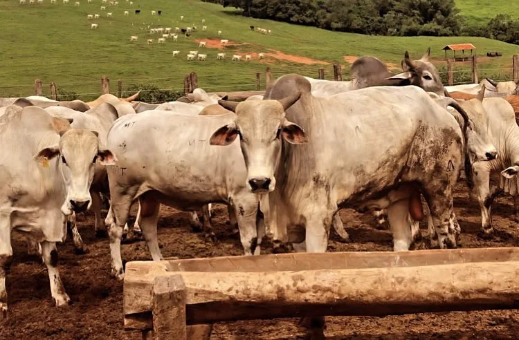 A terrível ameaça da gangrena gasosa: morte em 48 horas, veterinário faz alerta! 5 boiada nelore no semiconfinamento