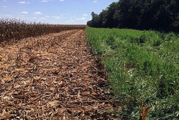 Adolescente agredida a facão por pegar capim: o que aconteceu em Umuarama? 12 Adolescente é a agredida a facãozada após pegar capim para cavalo na região de Umuarama; entenda