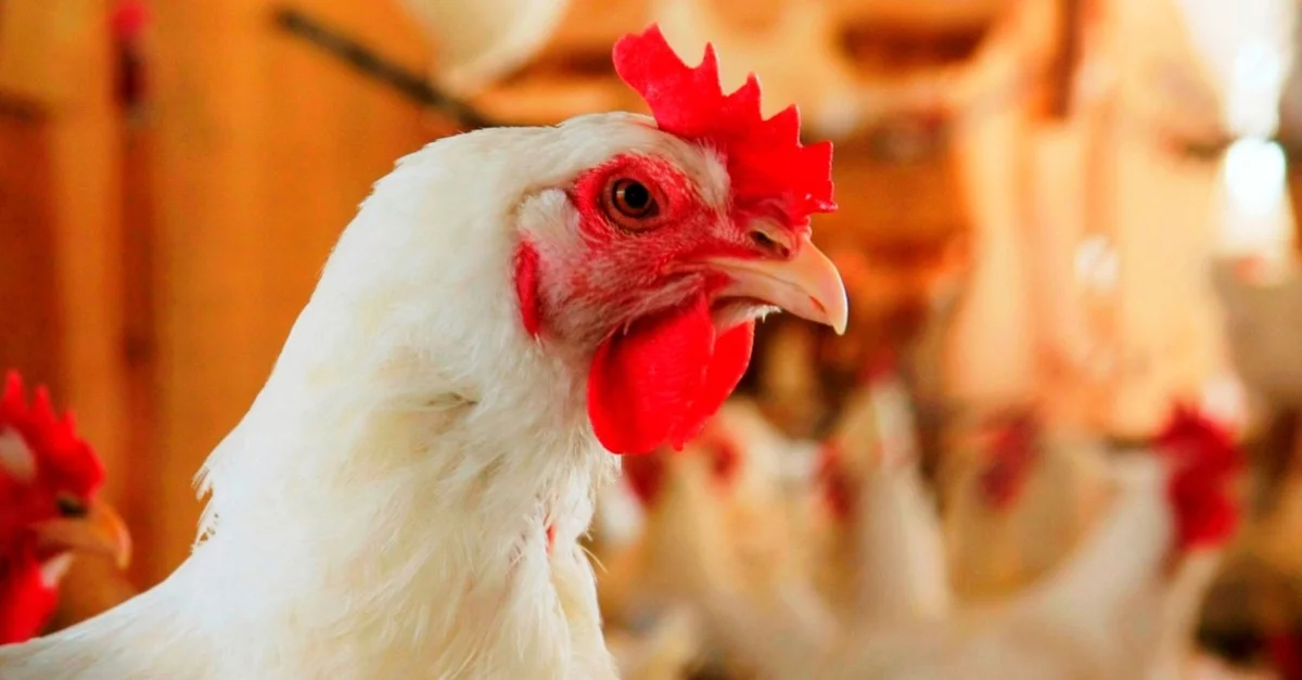 Análise de Custos na Avicultura, Produção de Camarão e Bovinocultura 15 Campo Futuro analisa custos na avicultura de corte, na produção de camarão e também na bovinocultura