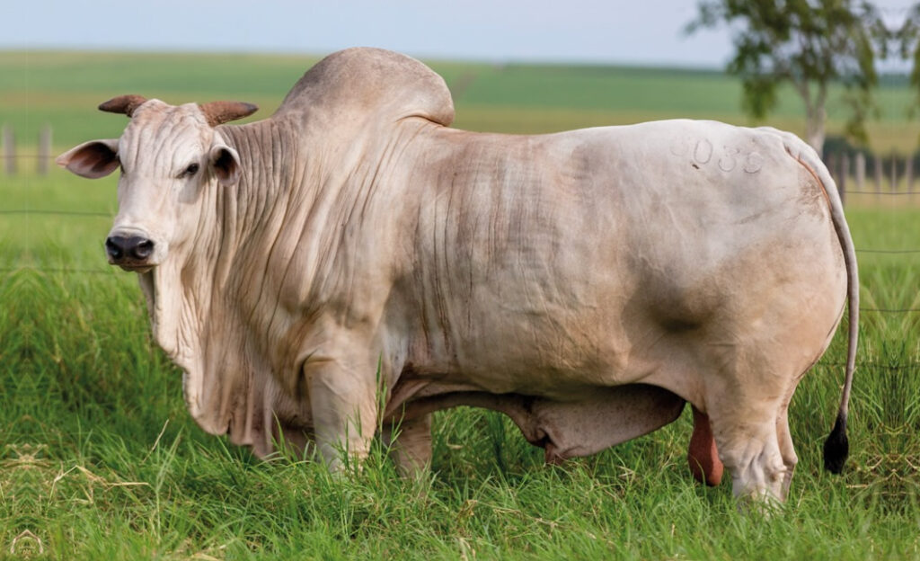 ACNB anuncia calendário nacional do Circuito Nelore de Qualidade 2024 — CompreRural