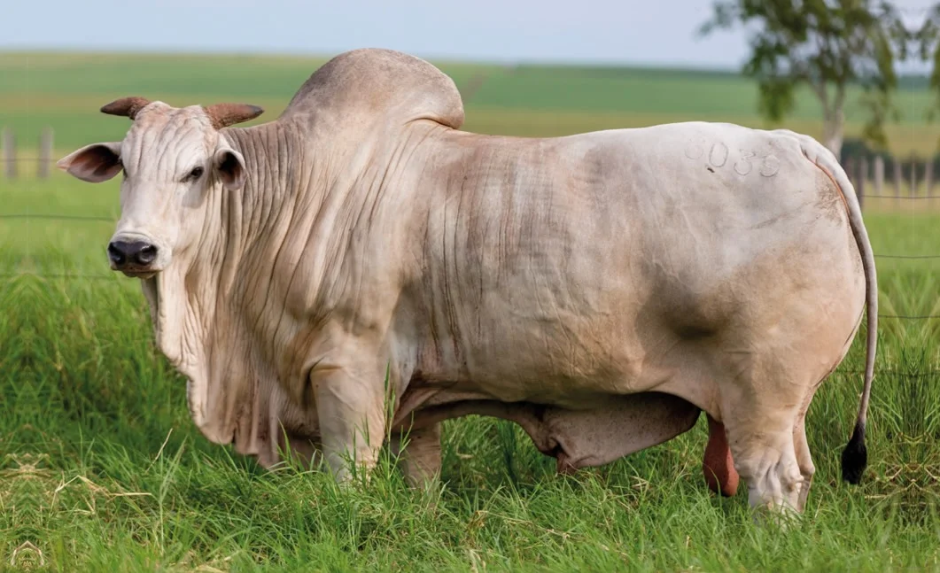 Calendário Nacional 2024 do Circuito Nelore de Qualidade pela ACNB - CompreRural 20 ACNB anuncia calendário nacional do Circuito Nelore de Qualidade 2024 — CompreRural