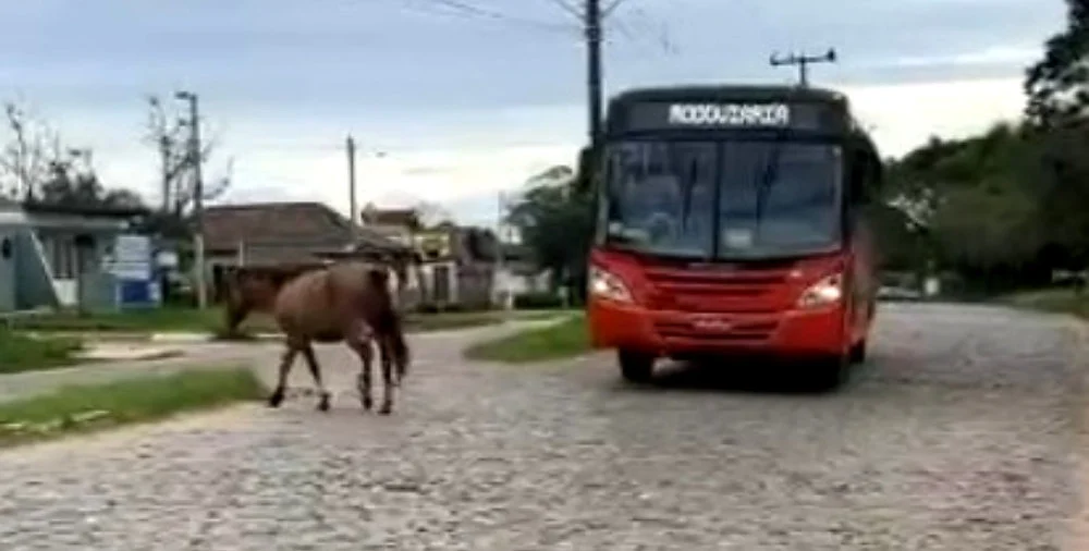 Cavalo à solta na Orlando da Cunha Carlos preocupa motoristas 4 Cavalo solto na Orlando da Cunha Carlos coloca em risco segurança de motoristas
