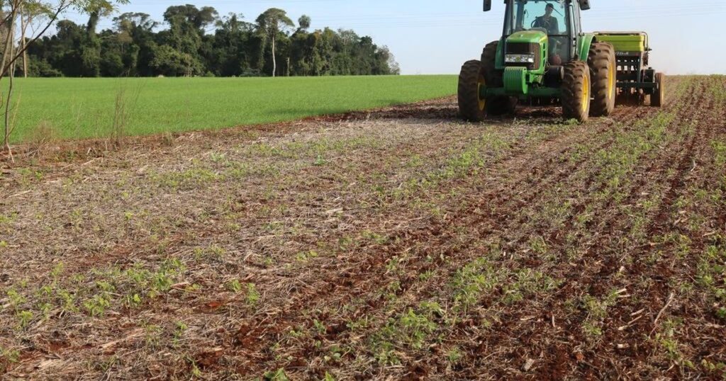 Colheita de Inverno no RS: a esperança que floresce 3 A esperança que brota das lavouras de inverno neste ano no Rio Grande do Sul - GZH