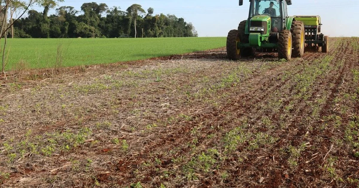 Colheita de Inverno no RS: a esperança que floresce 8 A esperança que brota das lavouras de inverno neste ano no Rio Grande do Sul - GZH