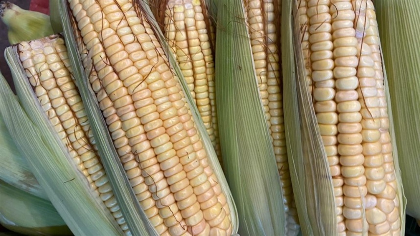 Colheita recorde de milho no RS