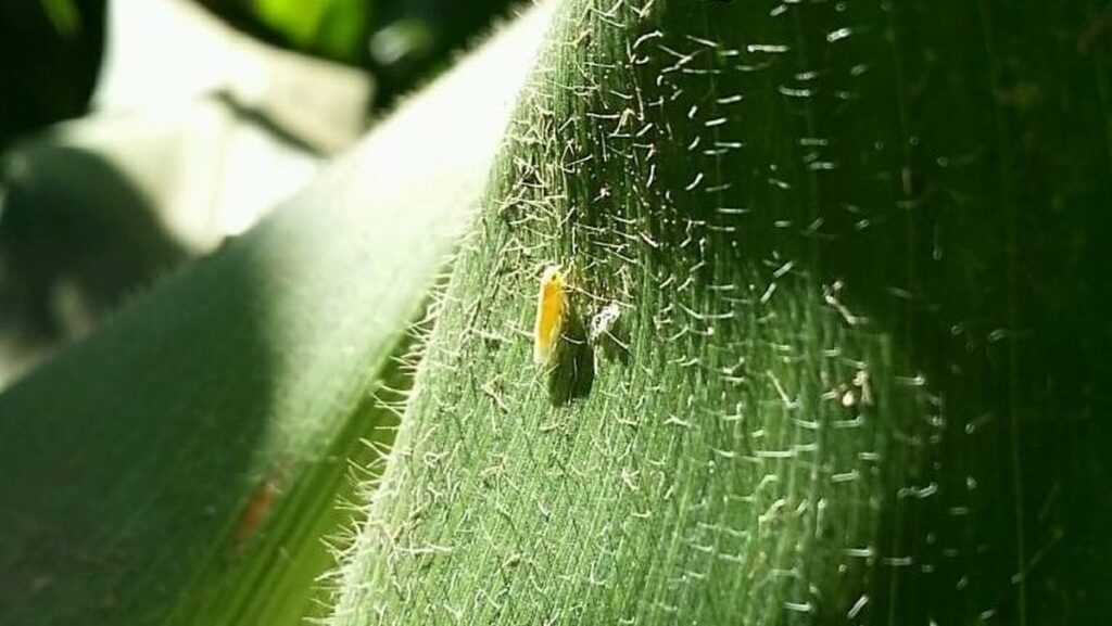 Argentina sequencia genoma da cigarrinha do milho | CBN Agro