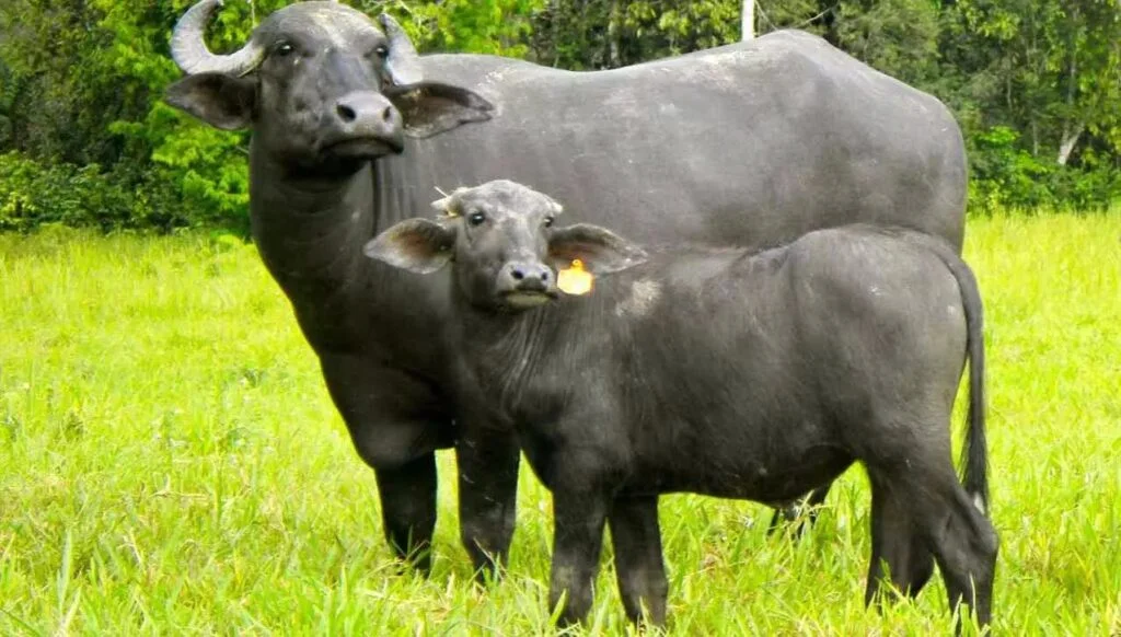 Descubra a novidade: leite em pó de búfala chega ao Brasil 1 Indústria mineira testa leite em pó de búfala no mercado brasileiro —