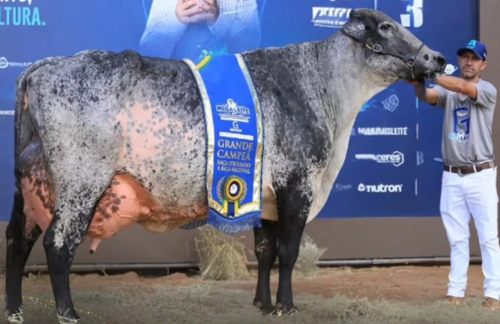 Descubra a Vencedora do Megaleite 2024! 7 Conheça a Grande Campeã do Megaleite 2024 — CompreRural