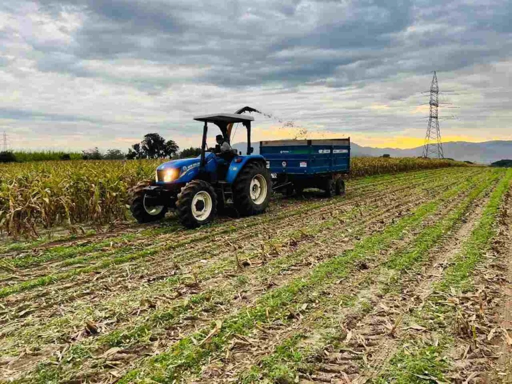 Secretaria de Agricultura de Imbituba auxilia na produção de silagem de milho