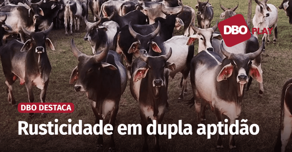Guzerá alia qualidade e produtividade na busca pela eficiência na pecuária • Portal DBO