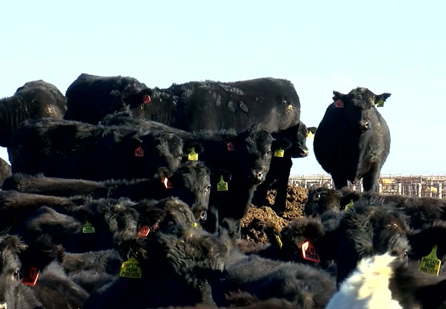 Descubra como pecuaristas estão investindo no ‘beef-on-dairy’!