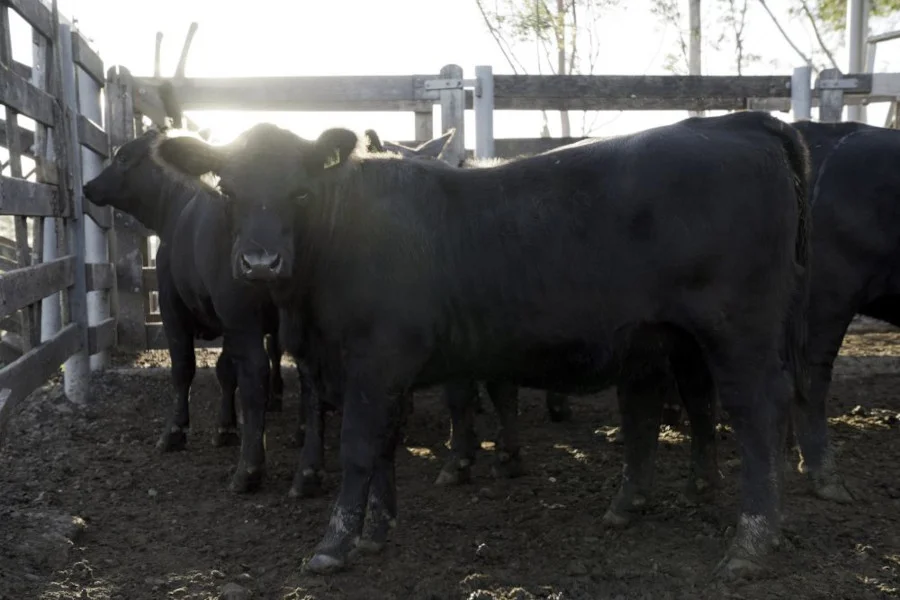Descubra como Rincon del Sarandy dominou a Expoutono com 70 animais em Uruguaiana (RS)