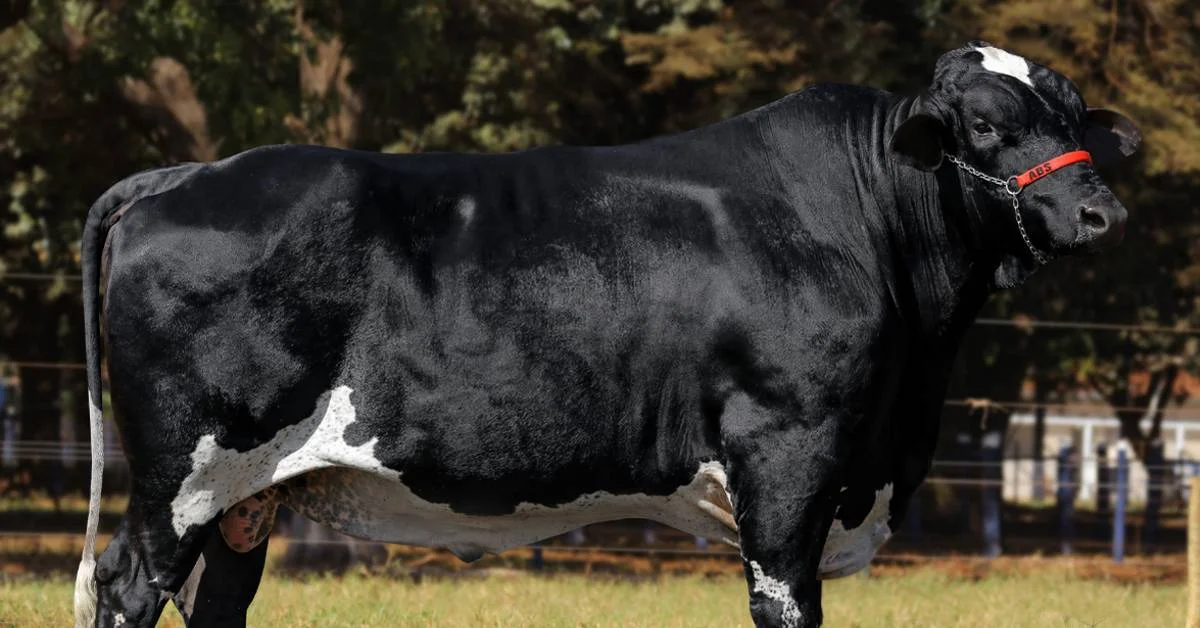 "Descubra o segredo por trás da bateria de ABS em touros" • Portal DBO 7 bateria da ABS é destaque em sumário de touros • Portal DBO