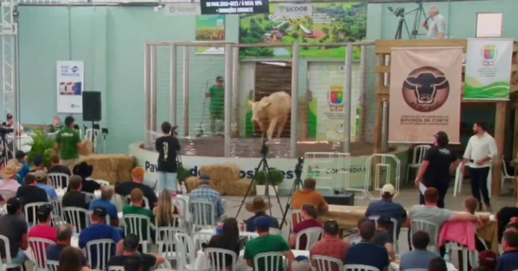 Descubra o sucesso do Leilão Elo de Raças: R$ 1,3 mi arrecadados 9 "Leilão Elo de Raças" movimenta R$ 1,3 milhão