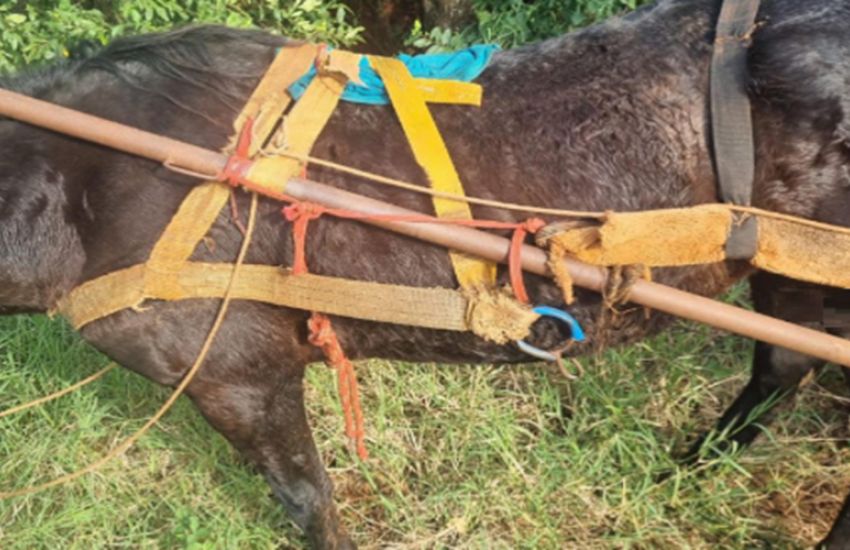 Brigada Militar prende proprietário de equino, em Santo Ângelo, por maus tratos