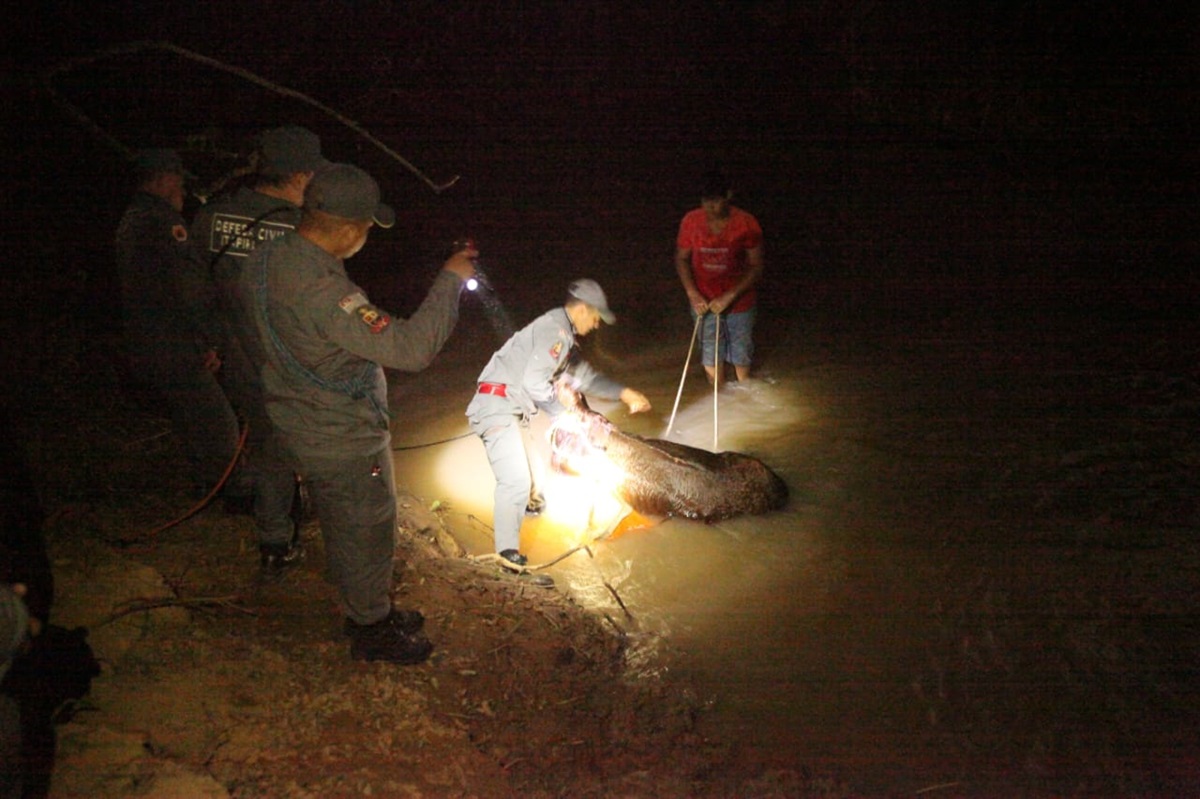 Equipe de resgate se mobiliza para salvar cavalo em apuros