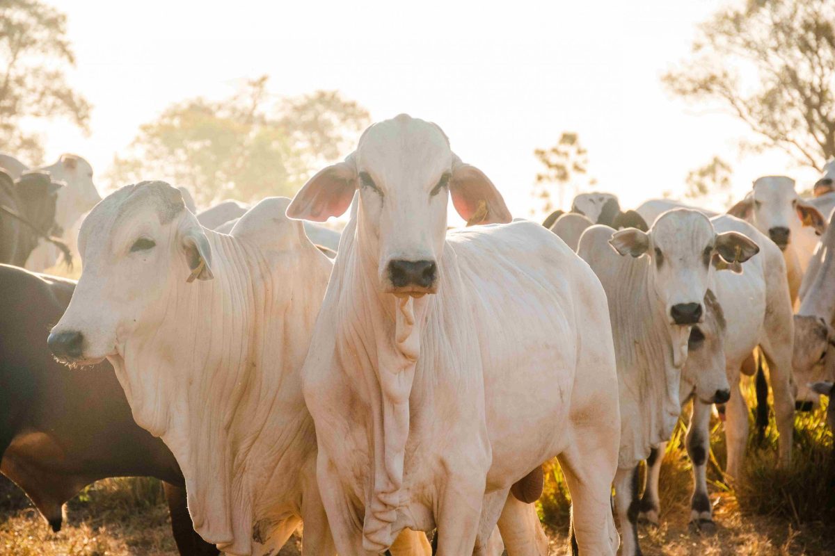 Evolução genética de peso em Silvanópolis TO