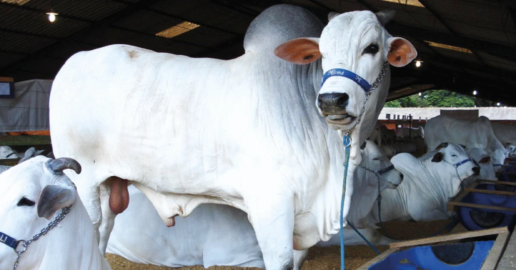 Feicorte está de volta e com a “conta do boi”; veja vídeo • Portal DBO