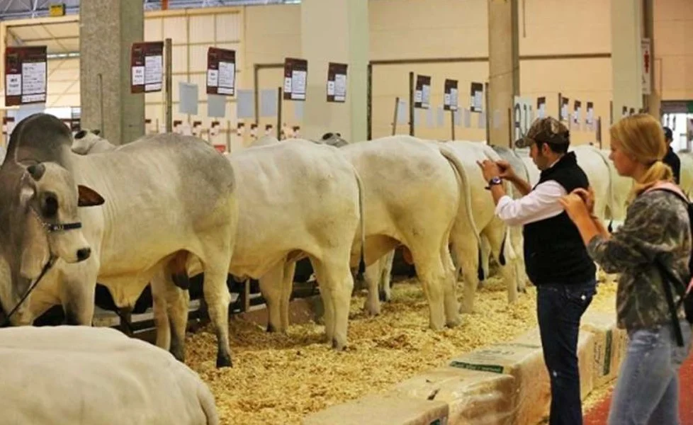 Feira de pecuária de corte retorna em SP 7 Governo de São Paulo volta a realizar feira de pecuária de corte