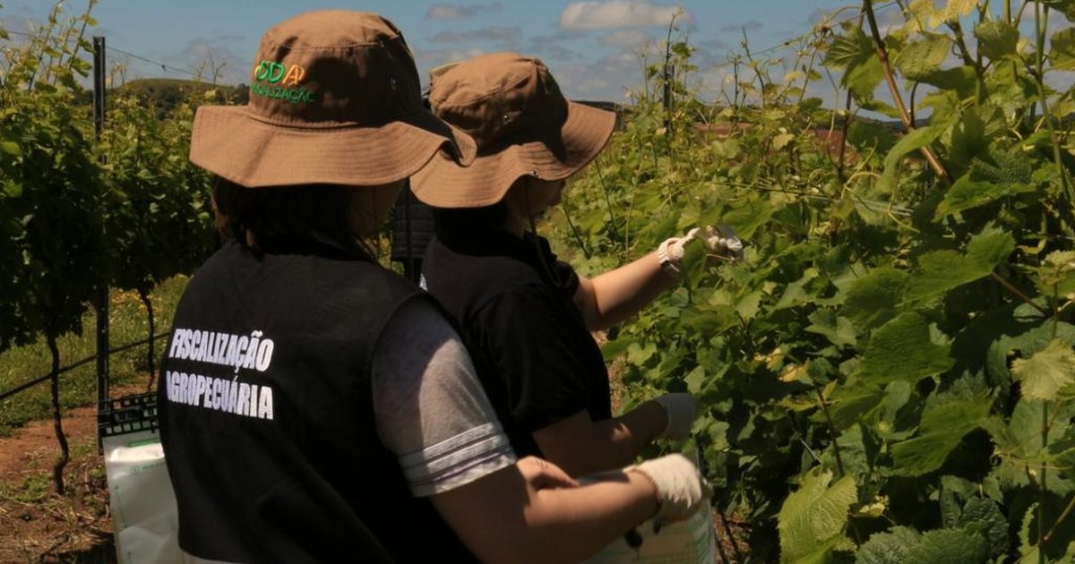 Fiscais agropecuários gaúchos sofrem com perda salarial de 62% – GZH