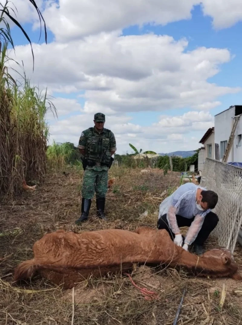 Idoso de 81 anos é detido por negligência animal em Campo Belo 4 Idoso de 81 anos é preso por maus tratos a égua em Campo Belo - Portal Campo Belo