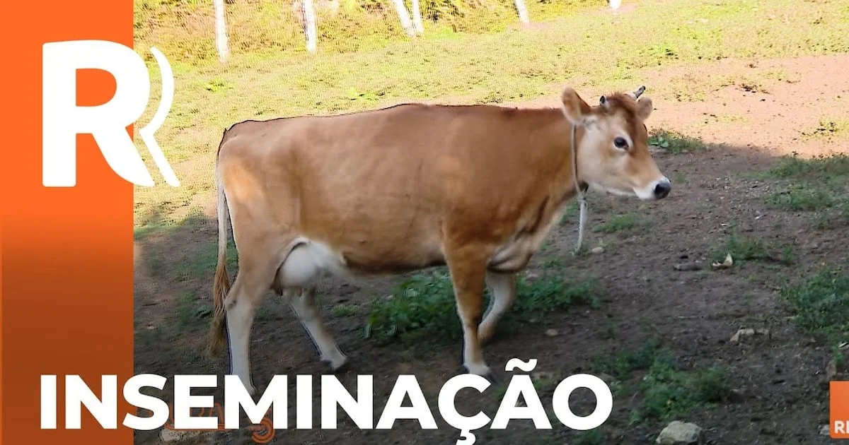 Inovação em Campo Largo: inseminação artificial para pequenos produtores 1 Parceria em Campo Largo leva inseminação artificial aos pequenos produtores – Noticias R7
