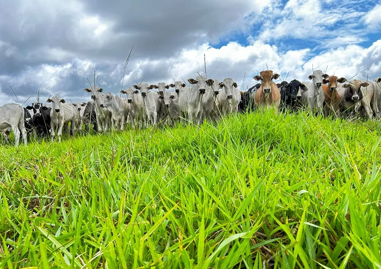Inverno rigoroso: Como garantir a alimentação do gado 4 Inverno seco e frio força pecuarista colocar gado no cocho