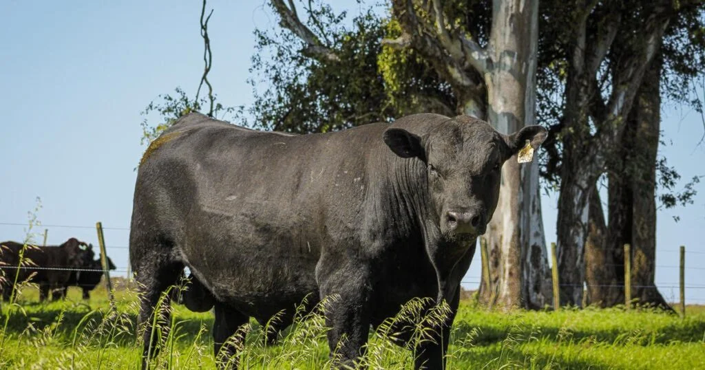 Associação Brasileira de Angus promove leilão em prol das vítimas da enchente no Rio Grande do Sul - GZH