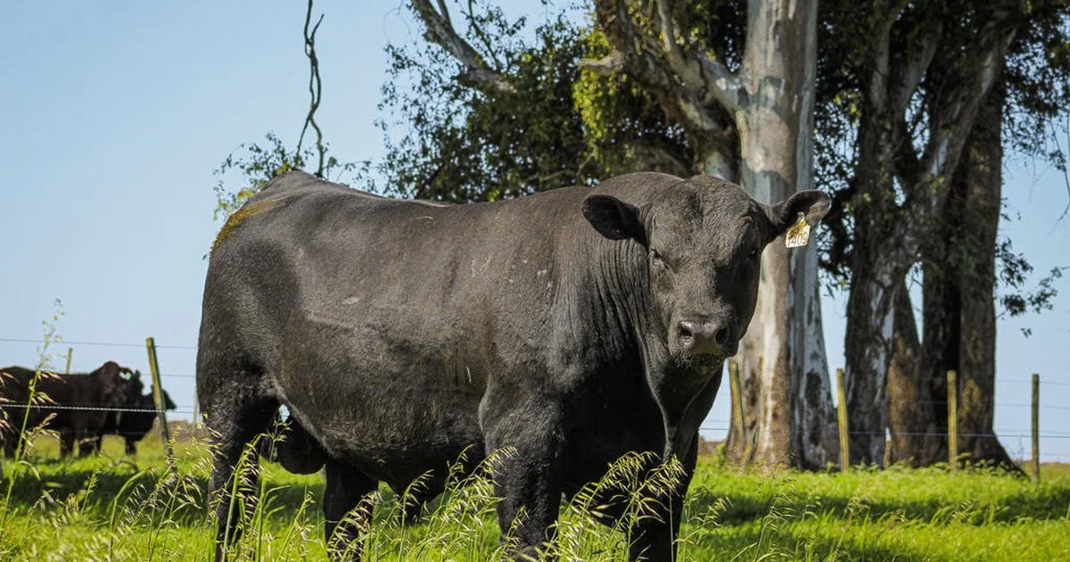 Leilão beneficente da Angus para vítimas da enchente no RS 13 Associação Brasileira de Angus promove leilão em prol das vítimas da enchente no Rio Grande do Sul - GZH