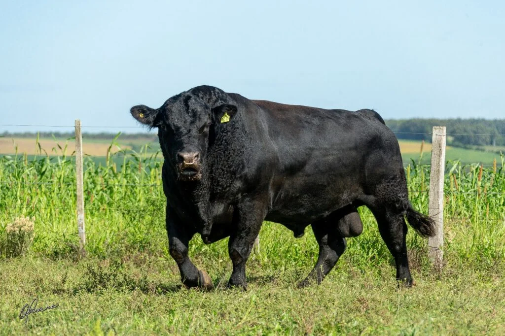 Pecuária perde touro fenômeno absoluto no cruzamento industrial — CompreRural